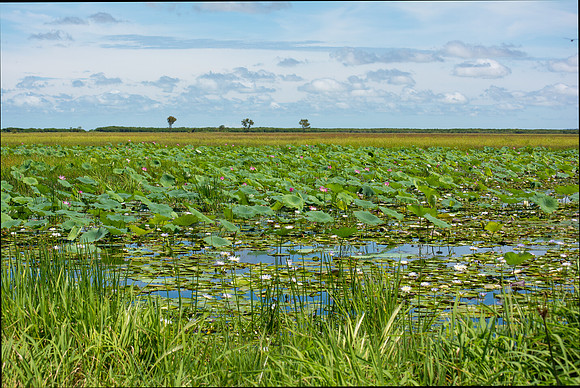 Lilies & Lotus, South Alligator Floodplains