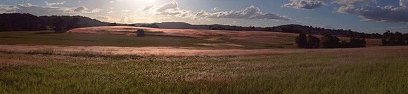 Pink Fields, Bli Bli