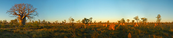 Termites and Boab at Sunset