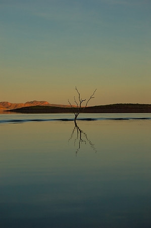 Tree Reflection, Lake Argyle