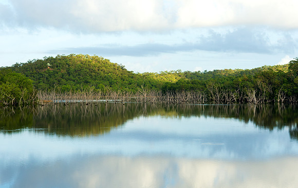 The Forest, Lake Bennett