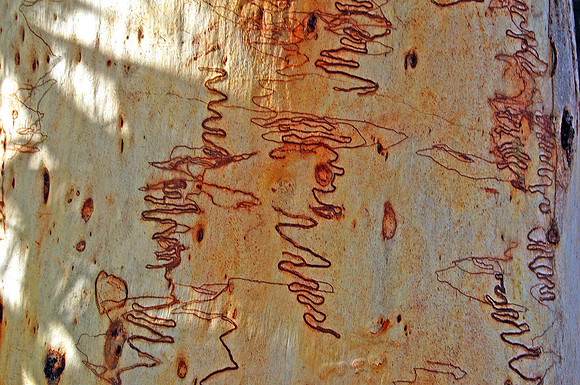 Scribbly Gum, Fraser Island, QLD