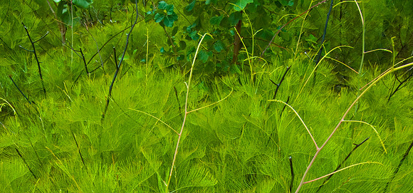 Grevillea Gunwarde-warde