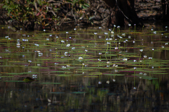 White Lilies - Red Lily Billabong