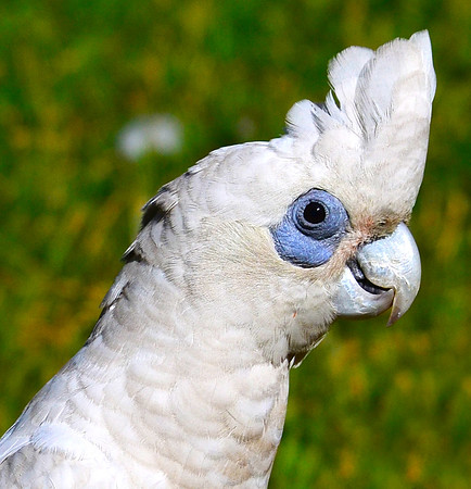 Corella, South Alligator River