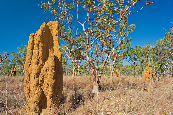 Termites Mounds & Salmon Gums