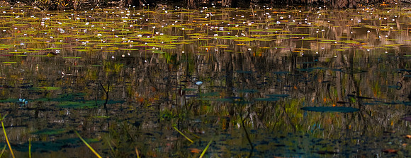 Red Lily Billabong