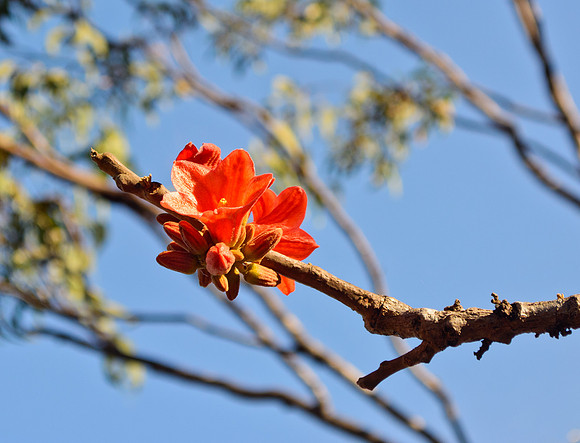 Kurrajong Flowers