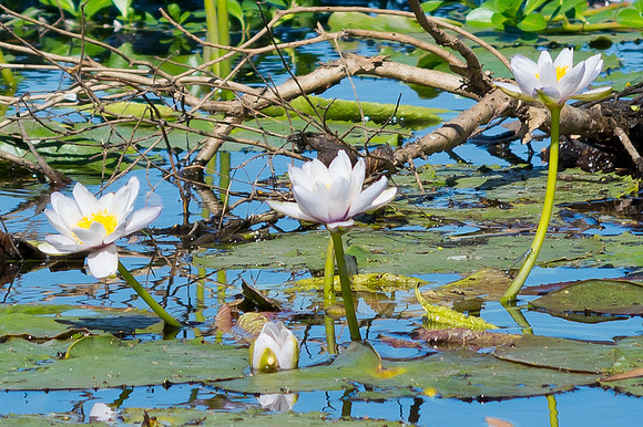 Lilies