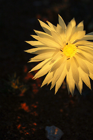 Everlasting Daisy, Carnarvon, WA