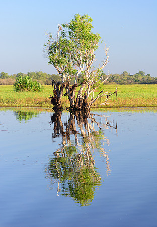 Reflections, Yellow Water