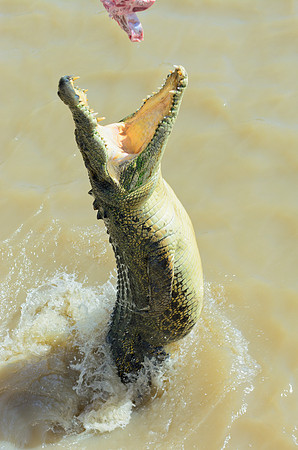 Jumping Crocodile, Adelaide River