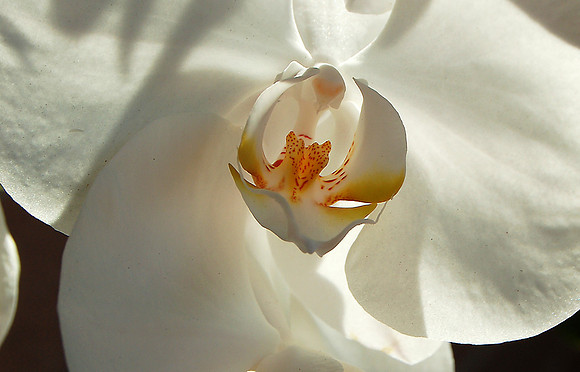 Ilona's Orchid, Brisbane, QLD
