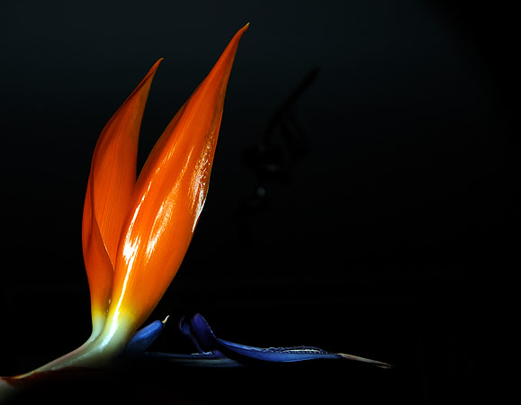 Flower - Bird of Paradise