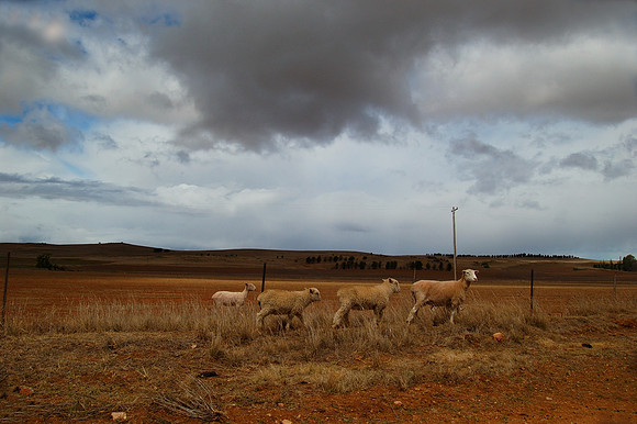 This is Australia Series - Monaro Plains, NSW