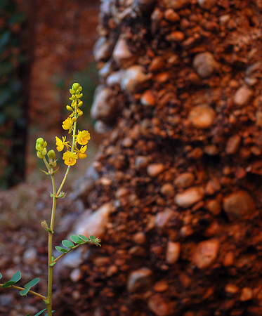 Yellow Flower and Conglomerate!
