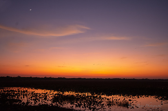 Mamukala dawn