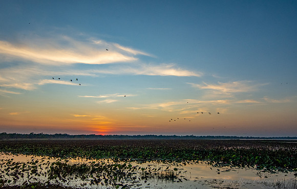 Mamukala Sunrise