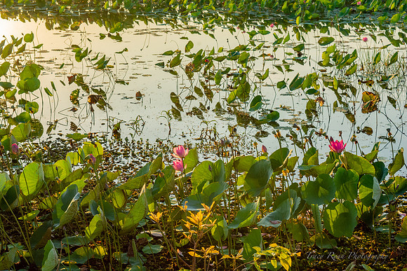 Sacred lotus, Mamukala Wetlands