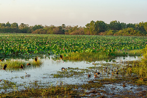 Mamukala Wetlands