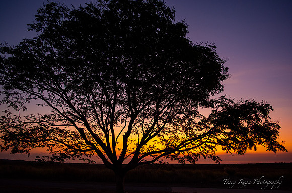 Sunset tree, South Alligator River