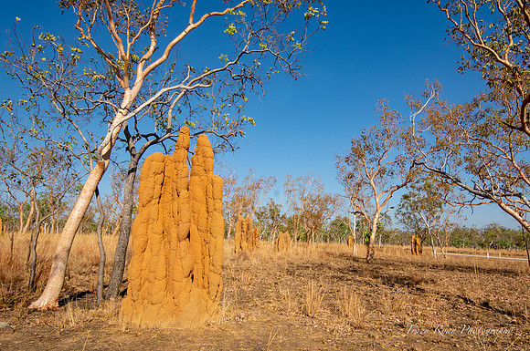 Big Red, Cathedral Termite Mound