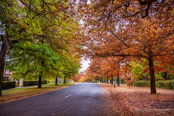 Colours of Autumn Forrest