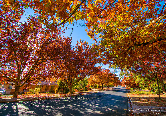 Autumnal Colours Red Hill