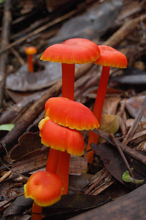 Orange Fungi. Buderim Falls, QLD