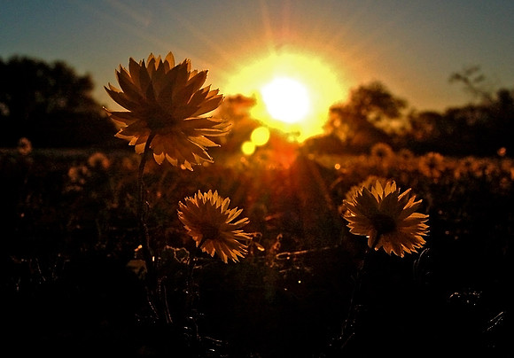 Everlasting Daisy Sunset, Carnavon, WA