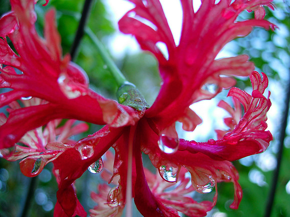 Curly Hibiscus, Mooloolaba, QLD