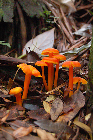 Orange Fungi's, Buderim Falls, QLD