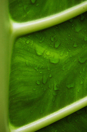 Under leaf, Dunk Island, FNQ