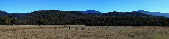 Kangaroos Everywhere, Geehi Flats, Snowy Mountains, New South Wales