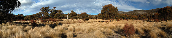 Tussocks, Thredbo River, New South Wales