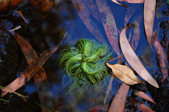 Flora, Amalia Gorge