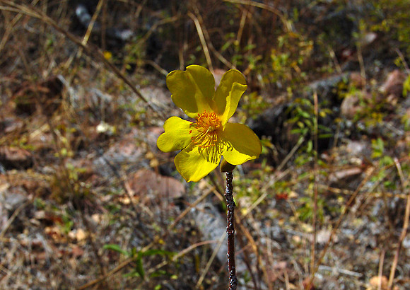 Kapok Flower