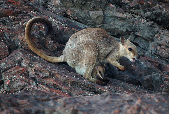 Mum and Bub Agile Wallaby, Lake Argyle