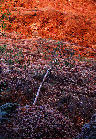 Mini Palms Gorge