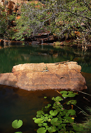 Water Monitor, Galvins Gorge