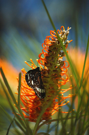 Butterfly, Emma Gorge