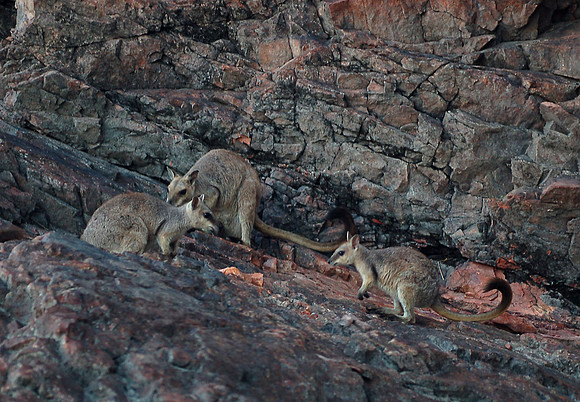 Agile Wallaby Family, Lake Argyle