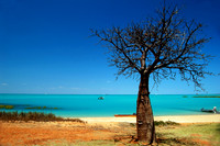 Boab Tree, Town Beach