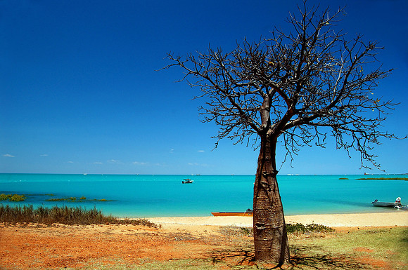 Boab Tree, Town Beach