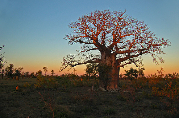 Boab Sunset, Derby