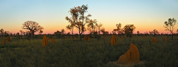 Boab and Termite Mounds