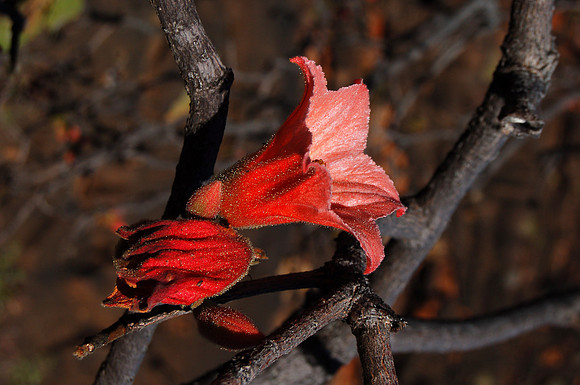 Kimberley Rose, Kurrajong flower