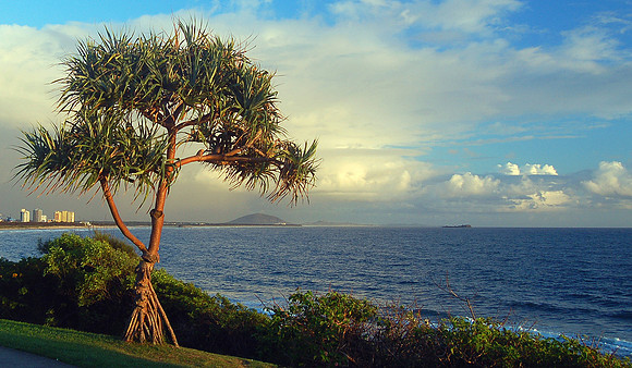 Pandanus, Alexandra Headland
