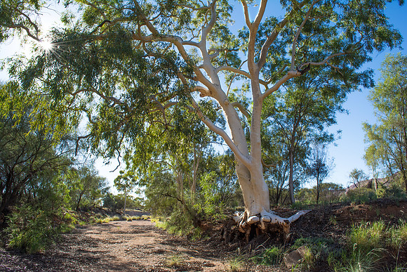 River Gum, Alice Springs